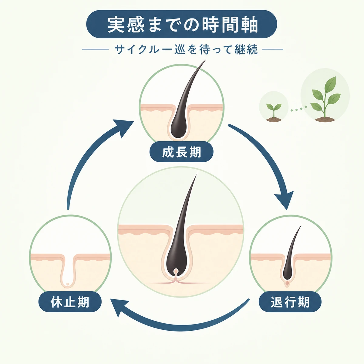 成長期から退行期・休止期へと一巡するヘアサイクルの流れを表した育毛の医療イラスト
