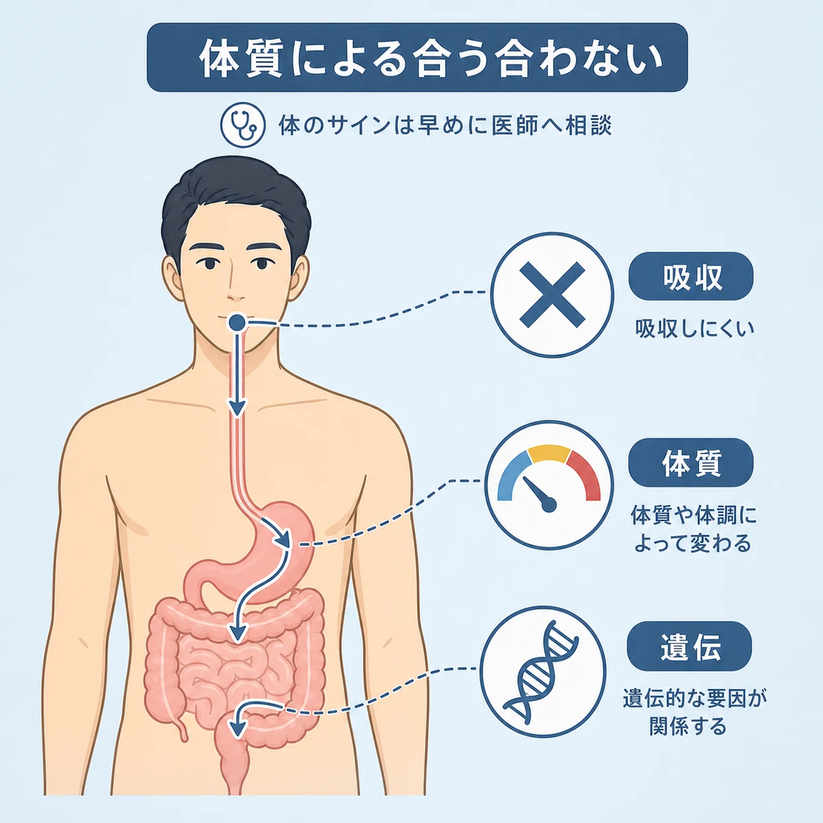 吸収・体質・遺伝で合わない場合がある体質差を成人男性の体内経路で表した医療イラスト
