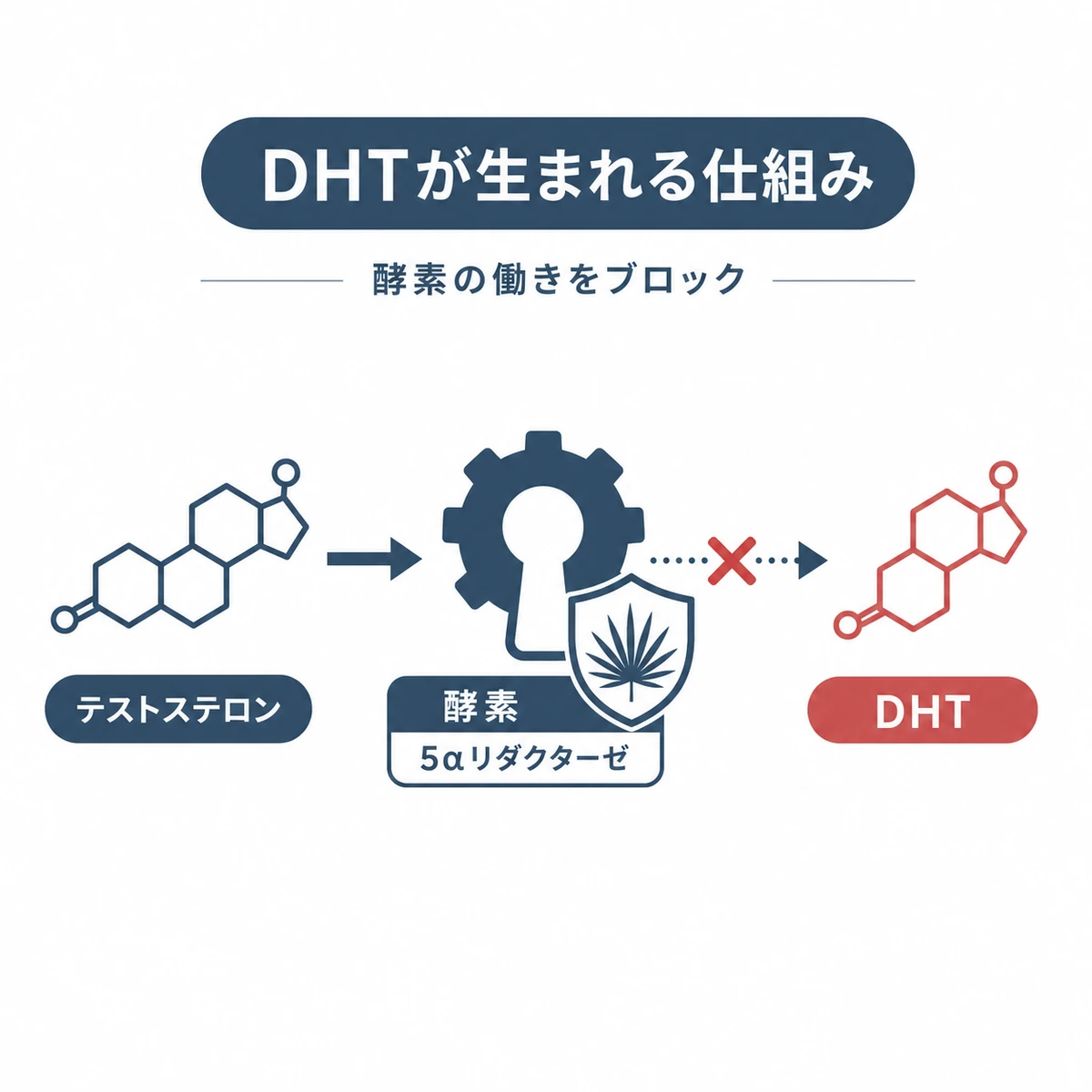 テストステロンがDHTへ変換される流れとノコギリヤシが酵素を妨げる仕組みを表した医療イラスト