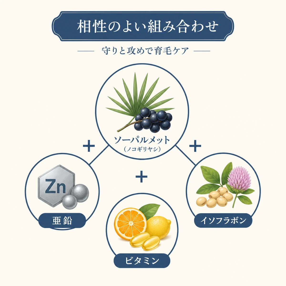 ノコギリヤシと亜鉛やイソフラボンなど相性のよい成分の組み合わせを表した医療イラスト