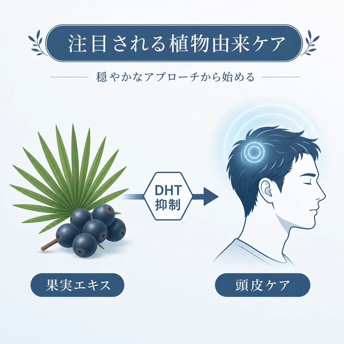ノコギリヤシの果実エキスが頭皮ケアにつながる流れを表した育毛イラスト