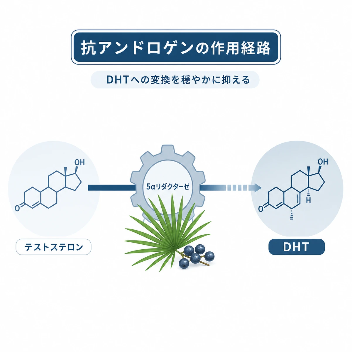 テストステロンから作られるDHTを酵素阻害で抑える仕組みを表した育毛イラスト