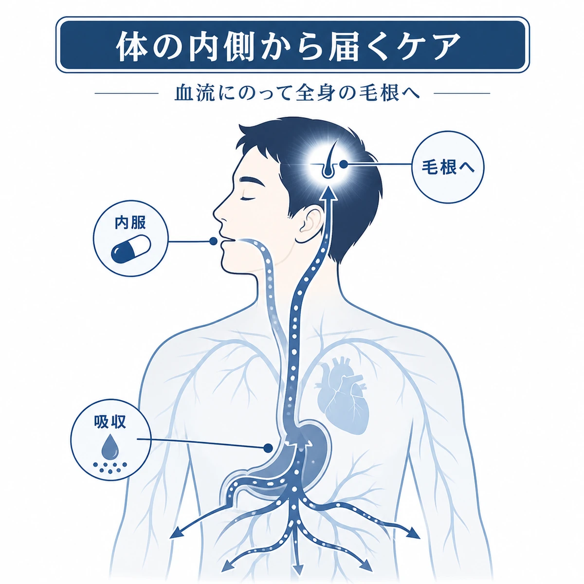 飲むサプリが吸収され血流にのって毛根へ届く体内の流れを表した育毛イラスト