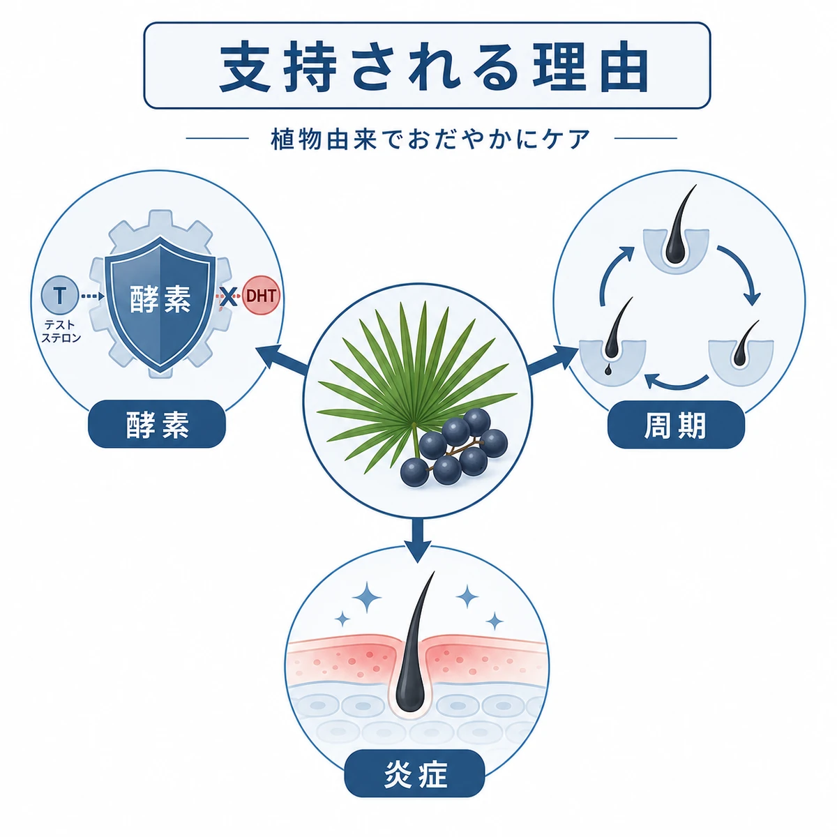 ノコギリヤシが酵素や毛髪サイクルに働きかける仕組みを表した男性向け育毛の医療イラスト