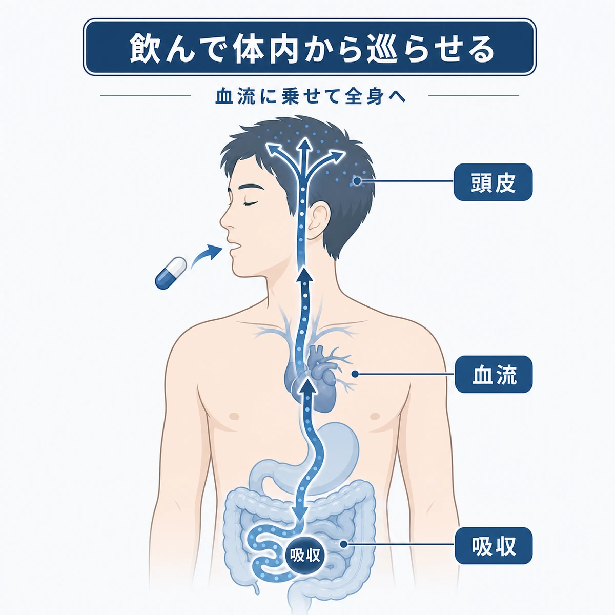 サプリメント成分が男性の体内で吸収され全身を巡って頭皮へ届く流れを表した医療イラスト