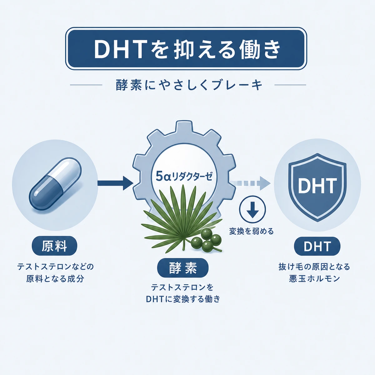 ノコギリヤシが5αリダクターゼに働きかけDHTの生成を抑える仕組みを表した医療イラスト