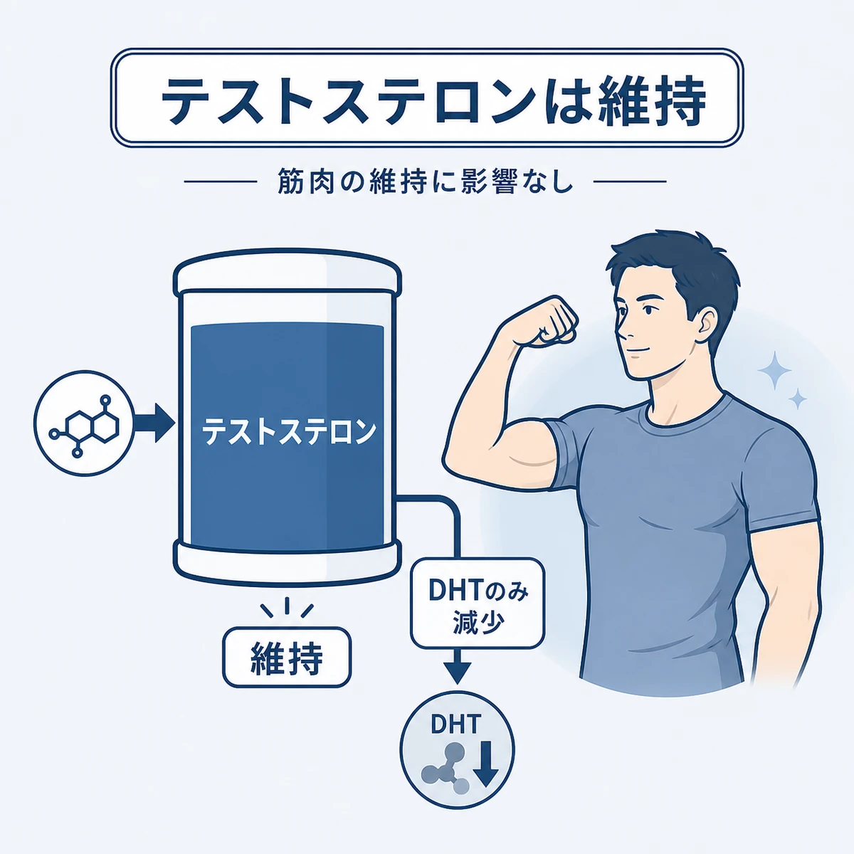 ノコギリヤシがテストステロン量を保ちDHTだけを抑えて筋肉維持に影響しないことを表した医療イラスト