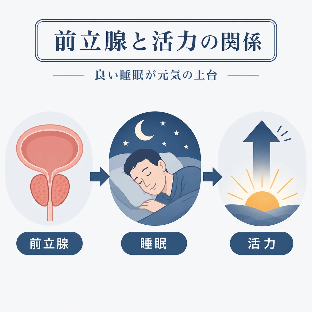 前立腺の健康と良質な睡眠を通じて活力が高まる流れを表した医療イラスト