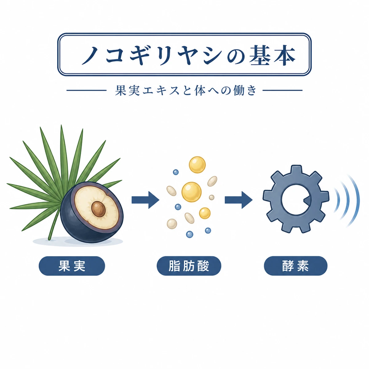 ノコギリヤシ果実の主成分と酵素への穏やかな働きを表した医療イラスト