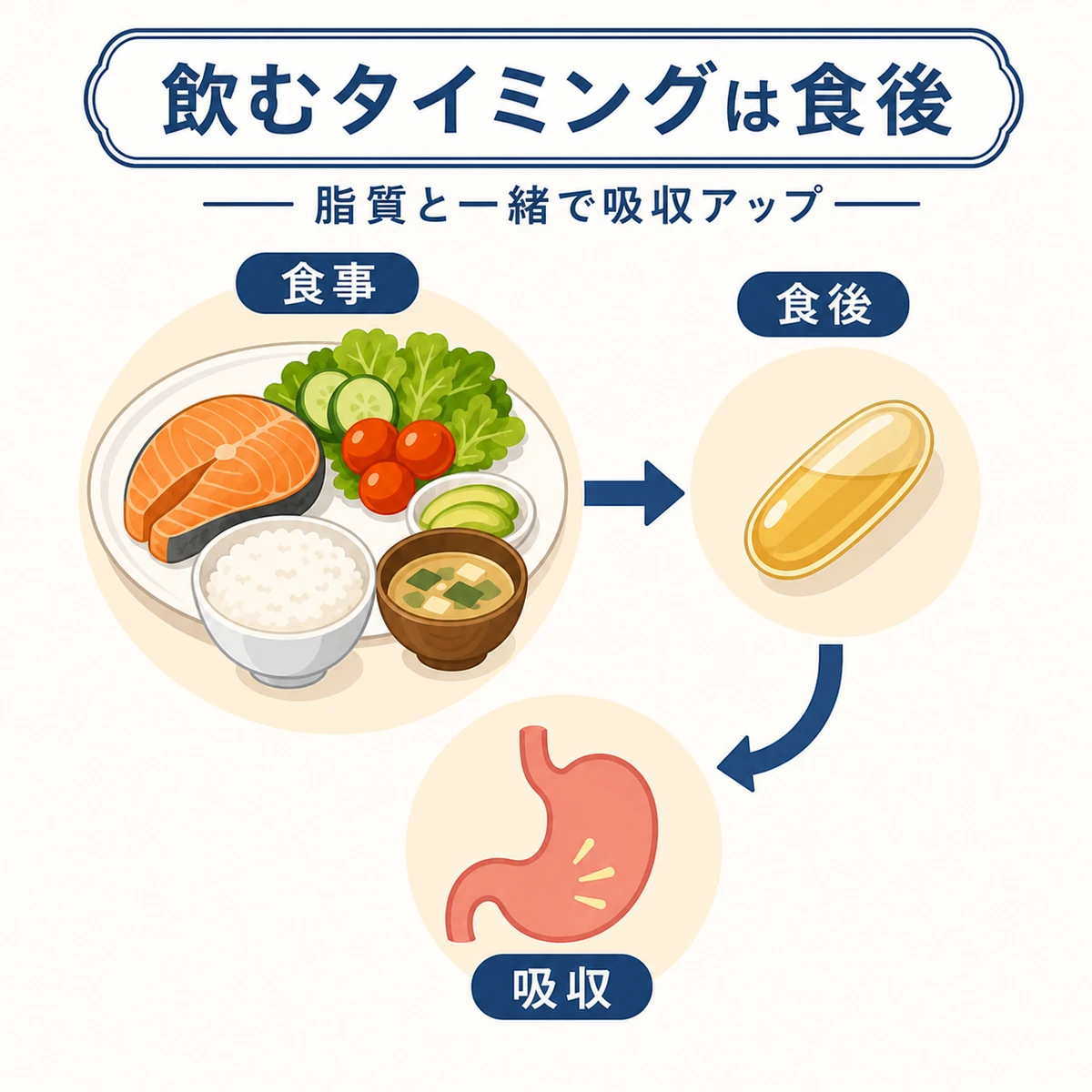 食後にノコギリヤシを飲むと脂質と一緒に吸収される流れを表した医療イラスト