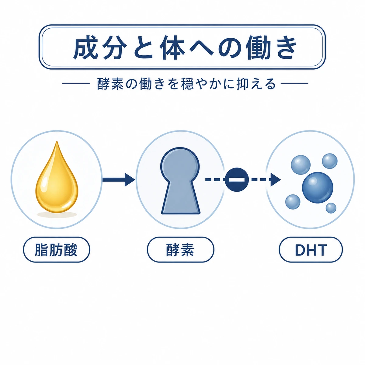 遊離脂肪酸が酵素の働きを抑えDHTの産生を穏やかにする仕組みを表した医療イラスト