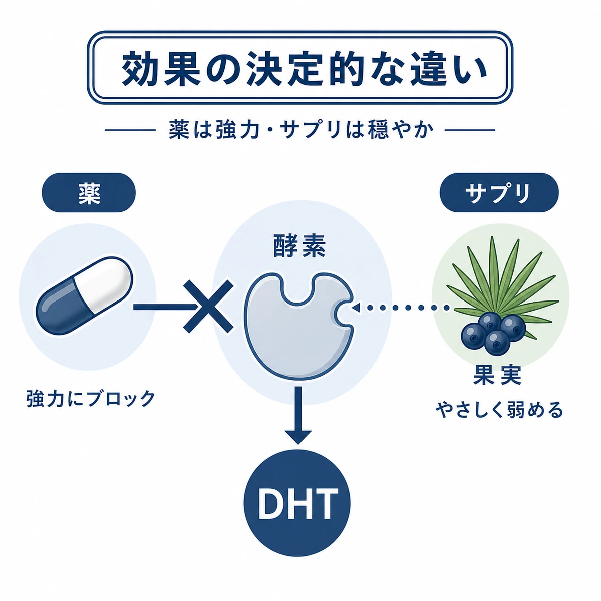 5αリダクターゼの働きを薬とノコギリヤシがそれぞれ抑える強さの違いを表した医療イラスト