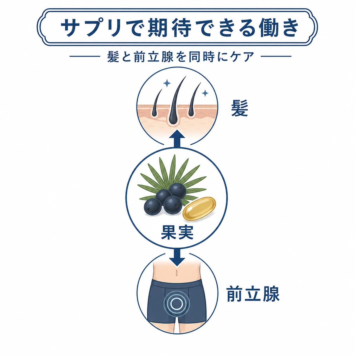 ノコギリヤシサプリが髪と前立腺の両方にやさしく働くしくみを表した医療イラスト