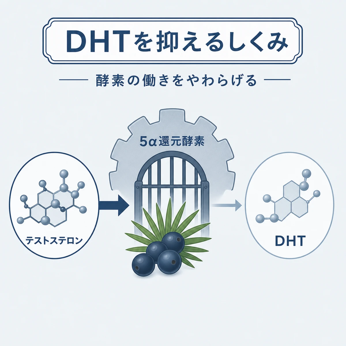 ノコギリヤシが5α還元酵素を抑えてDHT生成を減らす流れを示した医療イラスト