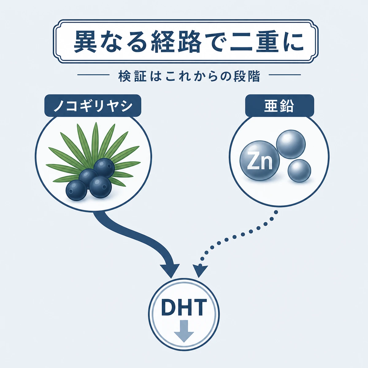 ノコギリヤシと亜鉛が異なる経路でDHTを減らす相乗の考え方を表した医療イラスト