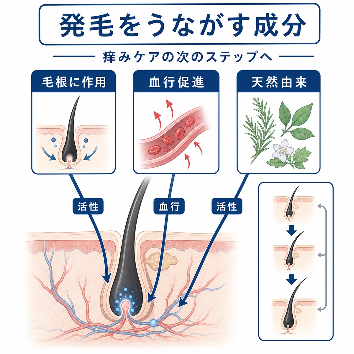 毛根や血行に働きかけて発毛をサポートする育毛成分と毛周期を表した医療イラスト