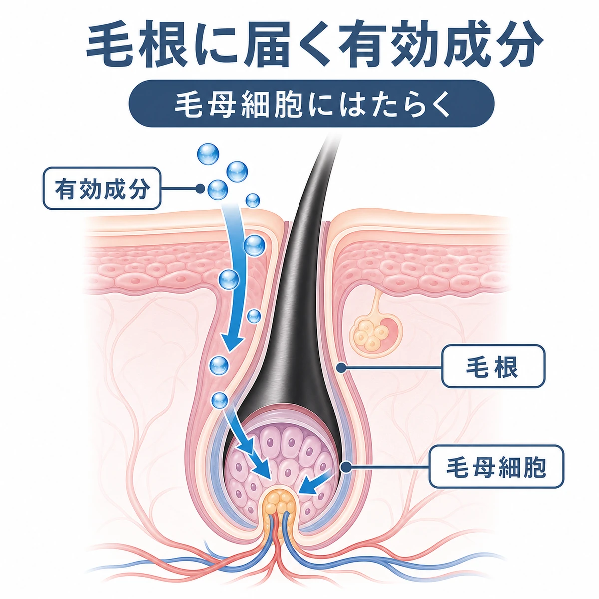 育毛剤の有効成分が毛根の毛母細胞にはたらきかける様子を断面で表した医療イラスト