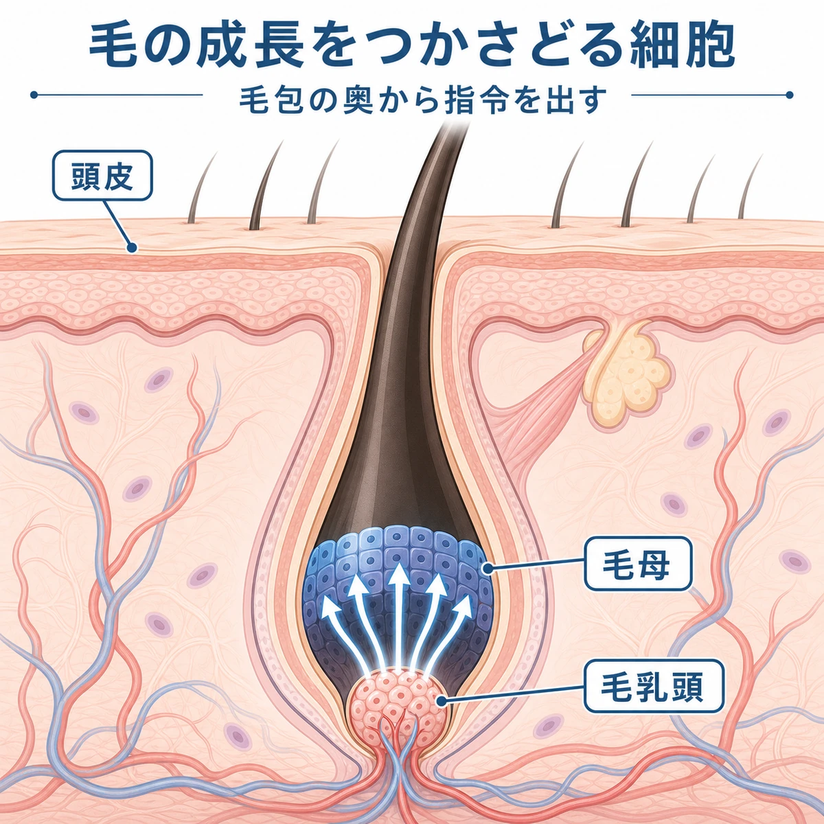 毛包の奥にある毛乳頭細胞が成長因子で毛の成長を促す仕組みを表した断面イラスト
