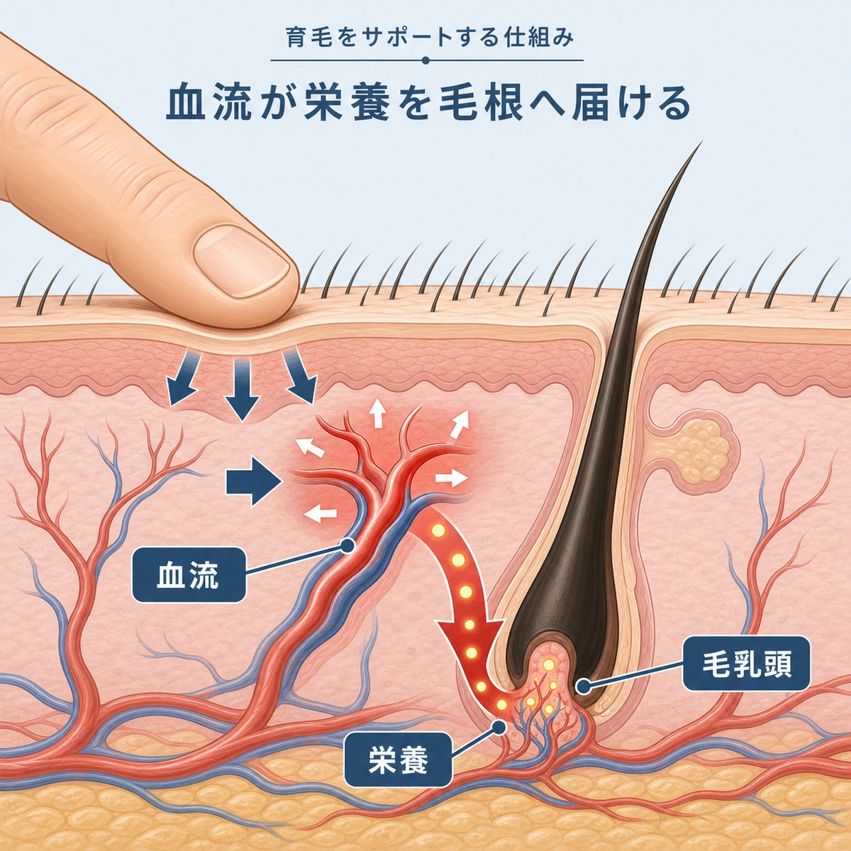 頭皮の断面と血流が毛乳頭へ栄養を届ける仕組みを表した医療イラスト