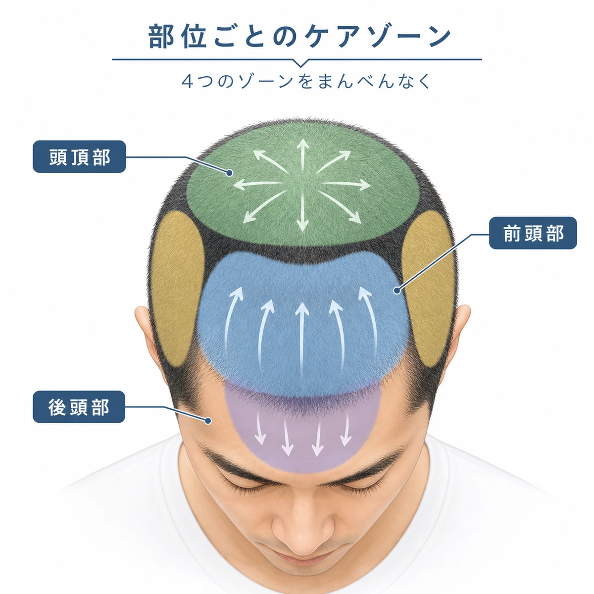 頭部を4つのゾーンに分けた頭皮マッサージの部位マップを表した医療イラスト
