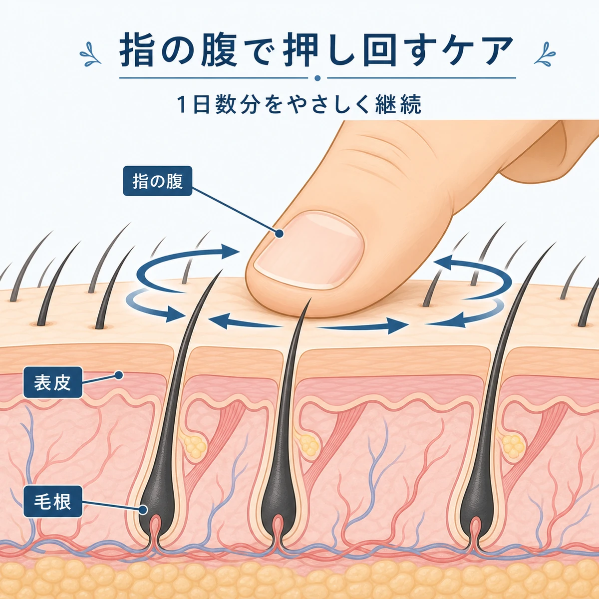 指の腹で頭皮を押し回す正しいマッサージ手順を断面図で表した医療イラスト