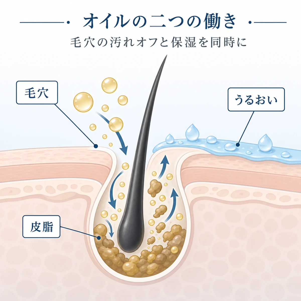 頭皮の毛穴断面でオイルが皮脂を浮かせ潤いを与えるしくみを表した図解イラスト