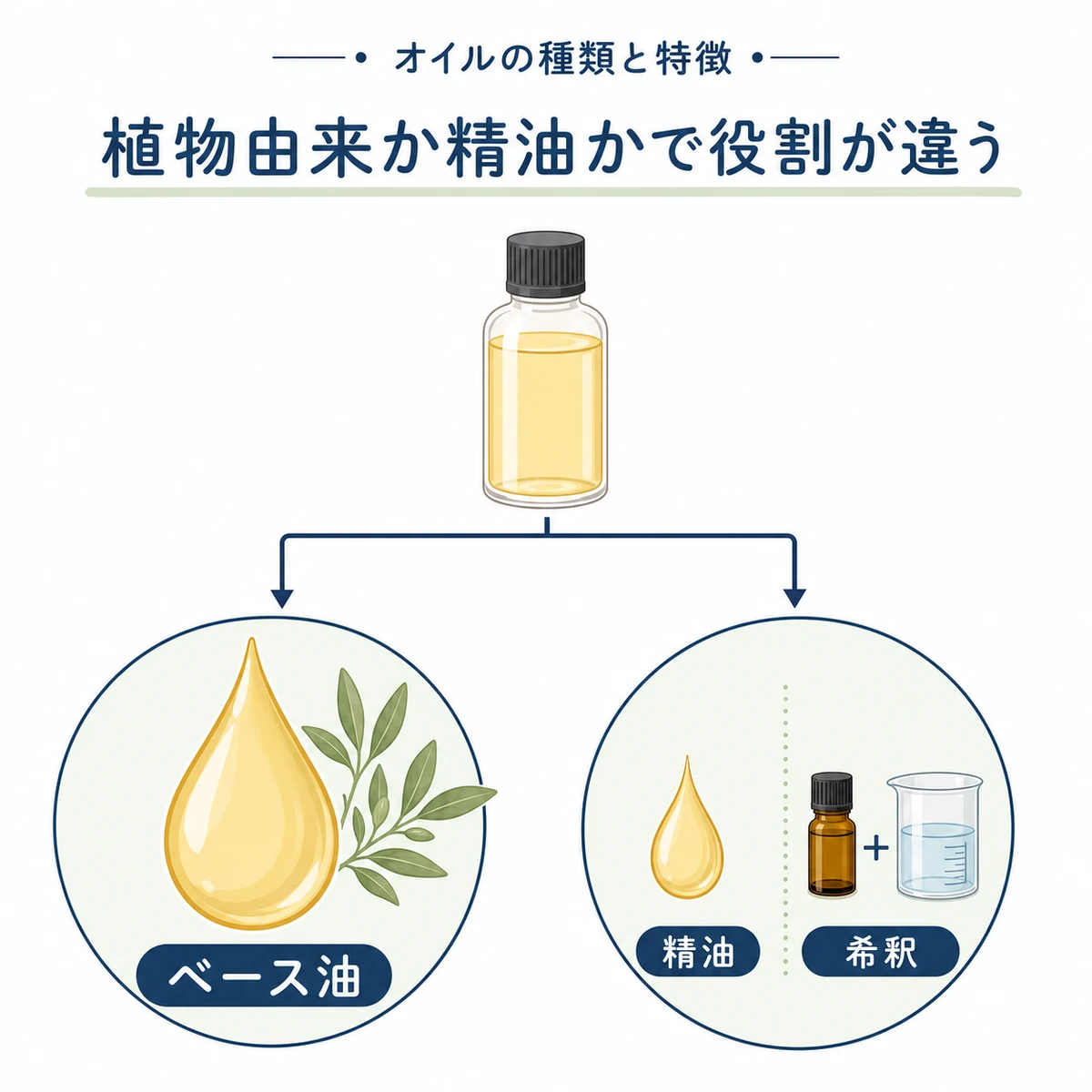 キャリアオイルと精油の役割の違いを枝分かれで比べた分類図イラスト