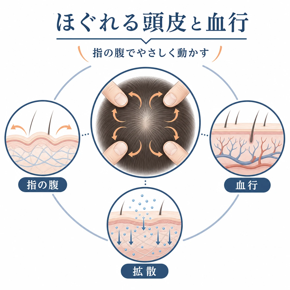 指の腹による頭皮マッサージで血行が促され成分が広がる様子を円環状に表した医療イラスト