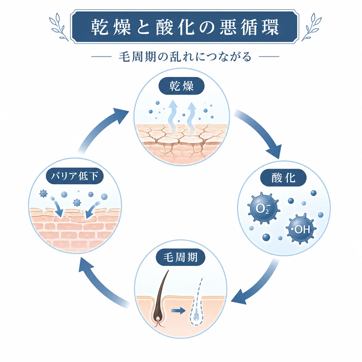 頭皮の乾燥と酸化ストレスが毛周期を乱す悪循環を円環で表した医療イラスト