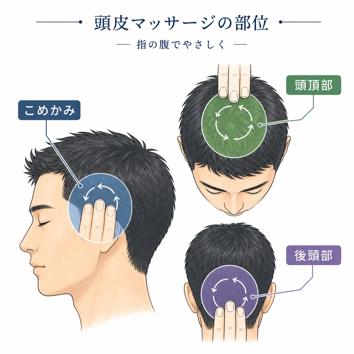 こめかみ・頭頂部・後頭部を指の腹でほぐす頭皮マッサージの部位を俯瞰で表した育毛ケアの医療イラスト