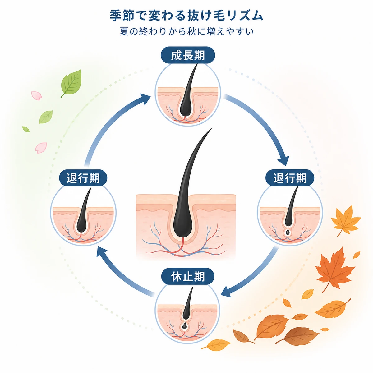 毛周期の成長期から休止期への循環と秋に抜け毛が増えやすい季節変動を表したヘアサイクルの医療イラスト