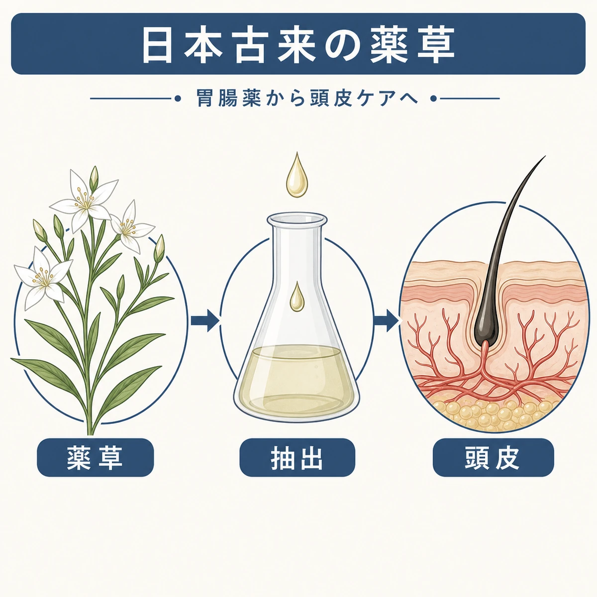 センブリの薬草から抽出液が頭皮に届くまでの流れを表したボタニカル調の医療イラスト