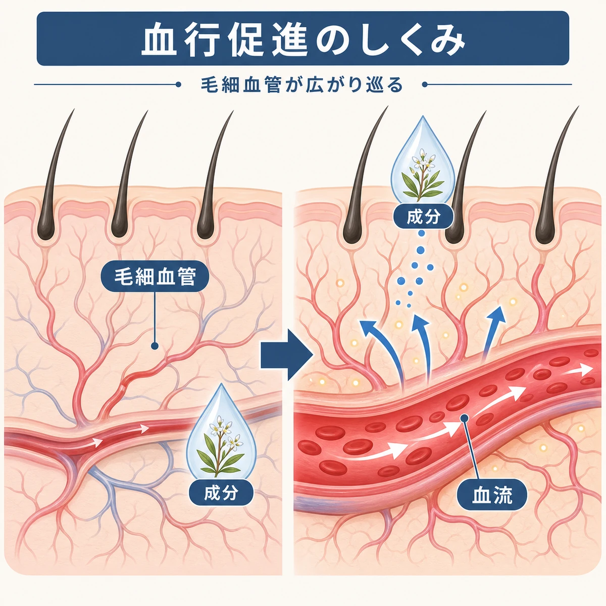 センブリエキスの成分が毛細血管を広げて頭皮の血流を促す仕組みを表した断面医療イラスト