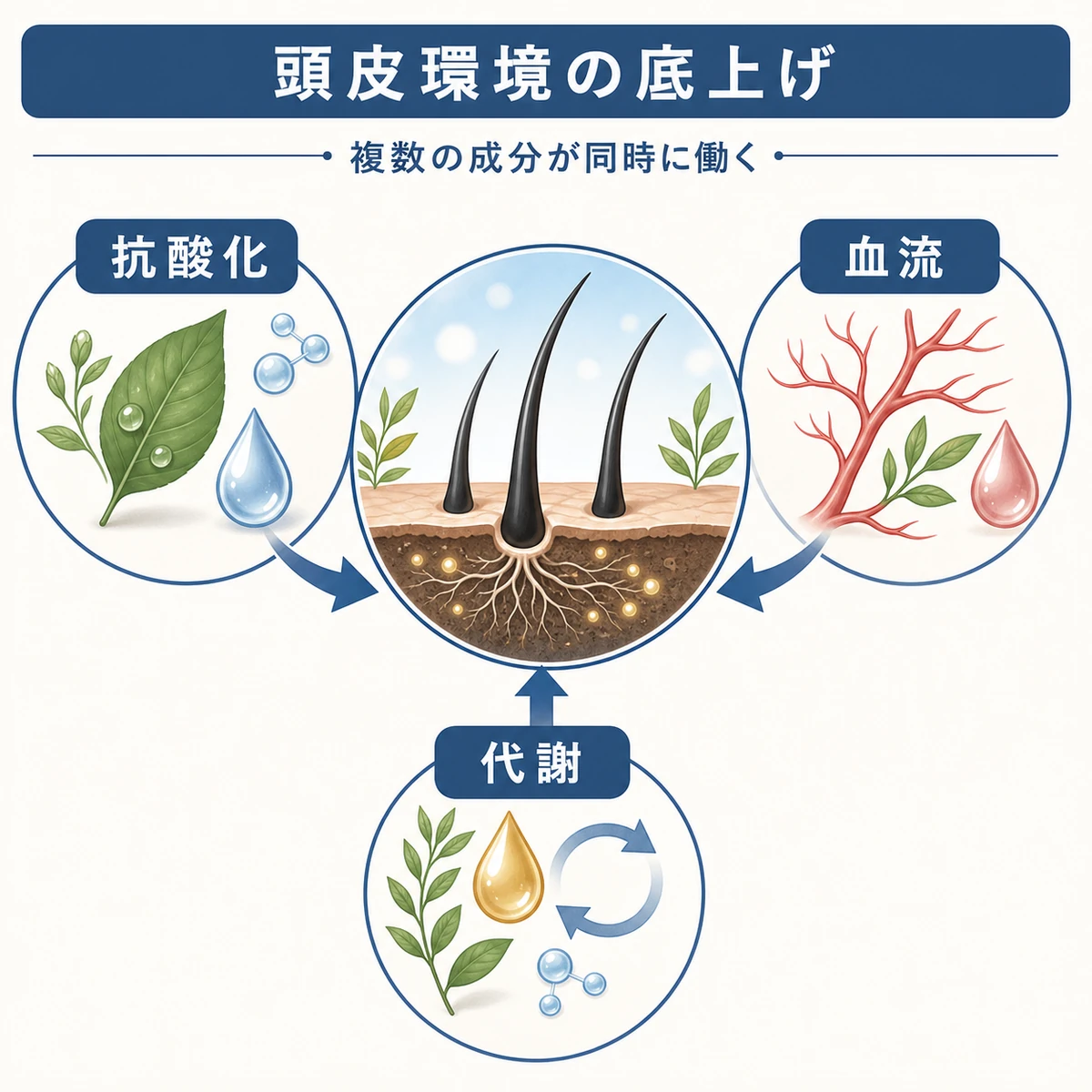 複数の有効成分がそれぞれの働きで頭皮環境を整える様子を土壌にたとえた相関図の医療イラスト