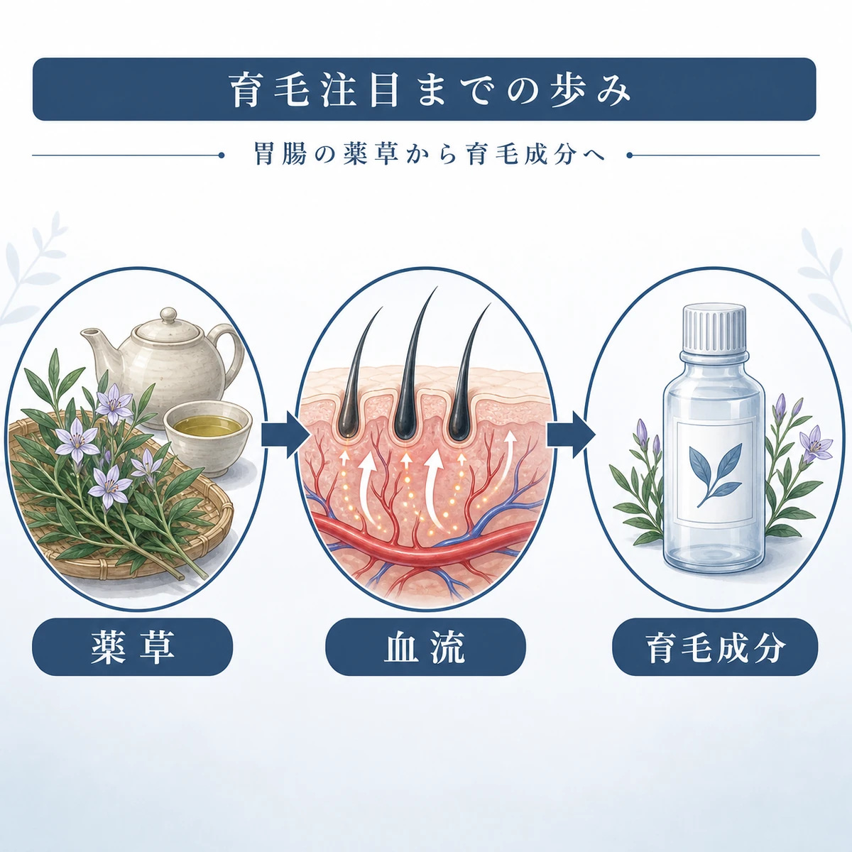 センブリが薬草から育毛成分として注目されるまでの流れを表した医療イラスト