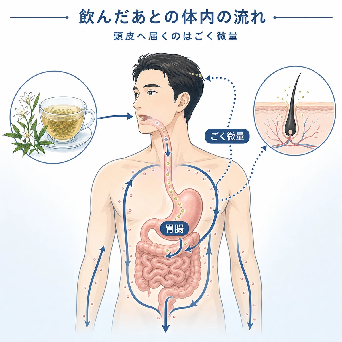 センブリ茶を飲んだ成分が体内をめぐり頭皮へはわずかしか届かない流れを表した医療イラスト