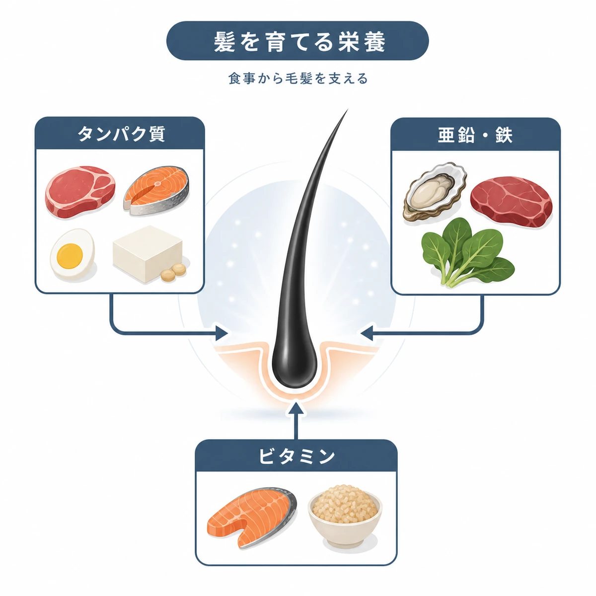 タンパク質や亜鉛鉄やビタミンなどの栄養が髪の成長を支える関係を表した医療イラスト