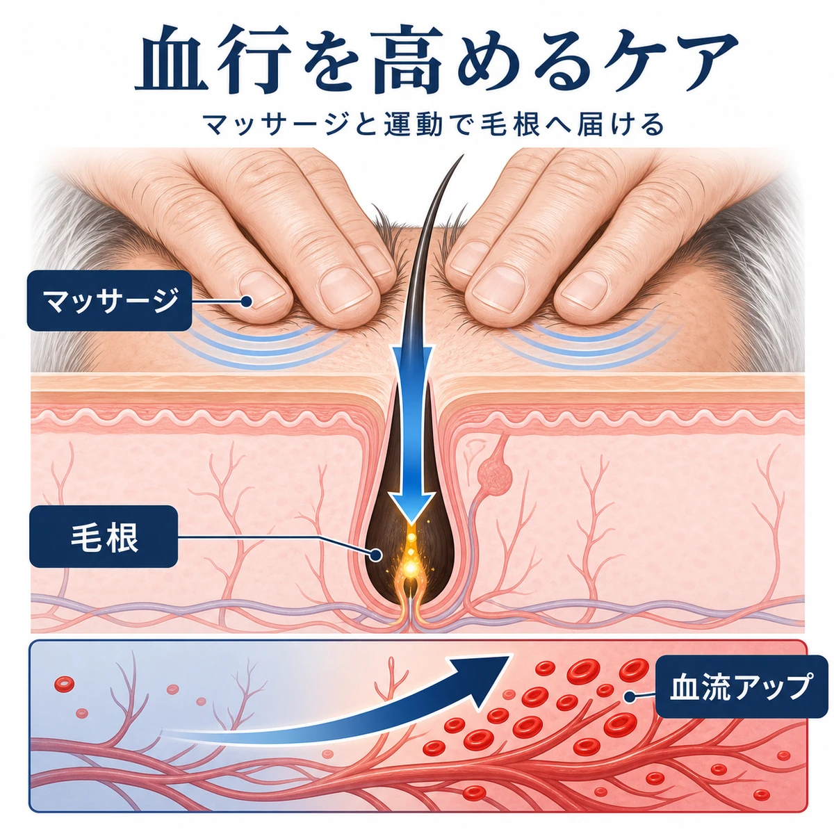 頭皮マッサージで血流が高まり毛根へ栄養が届く仕組みを表した医療イラスト
