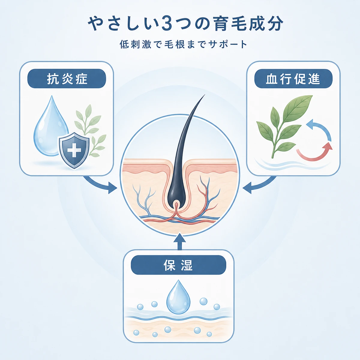 抗炎症・血行促進・保湿の3成分が健やかな地肌を支えるしくみを表した相関図の医療イラスト