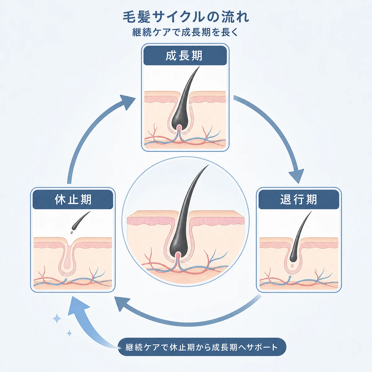 髪の成長期・退行期・休止期のサイクルと継続ケアの関係を表した頭皮ケアの医療イラスト