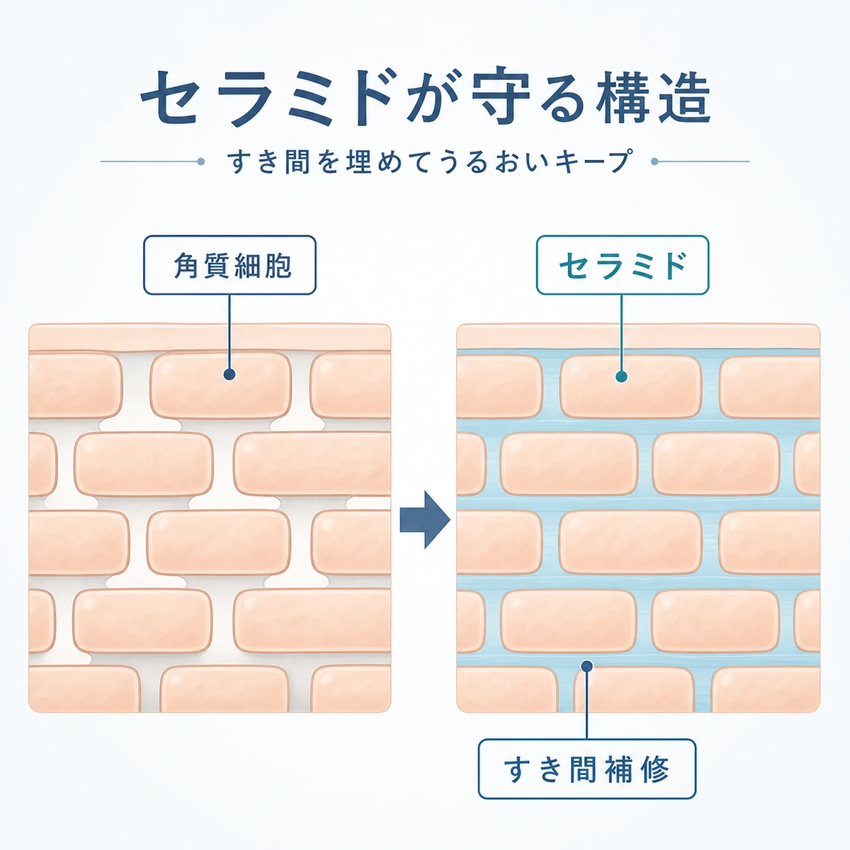 角質細胞をレンガ、セラミドをモルタルにたとえてすき間を補修する様子を表した頭皮保湿のイラスト