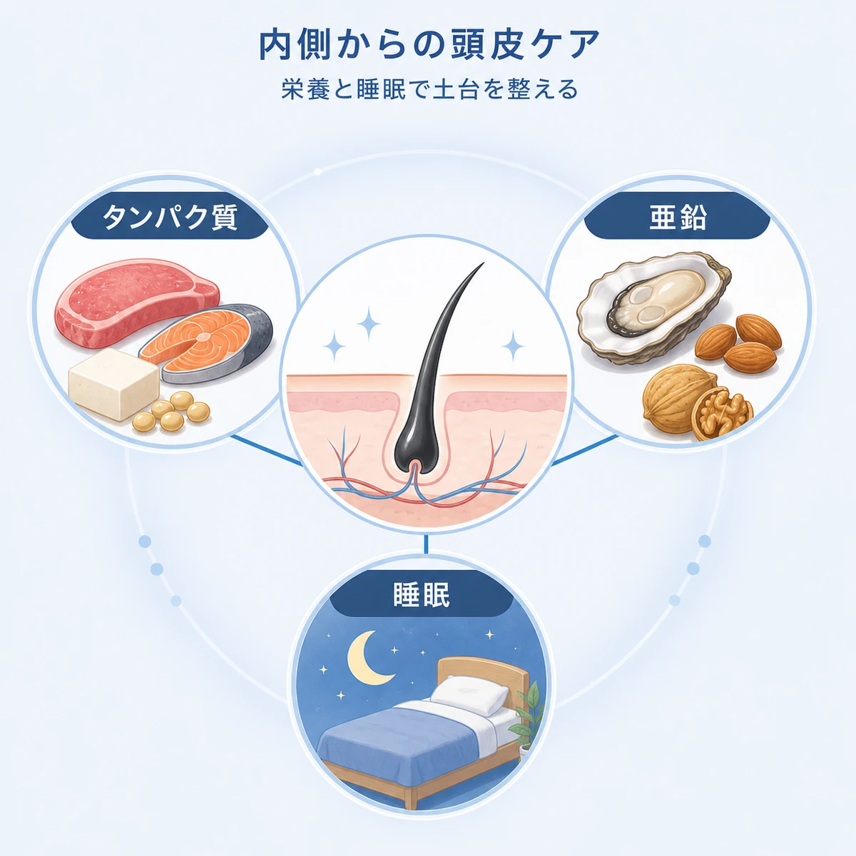 タンパク質や亜鉛や睡眠など内側からのケアが頭皮環境を支える関係を表した医療イラスト