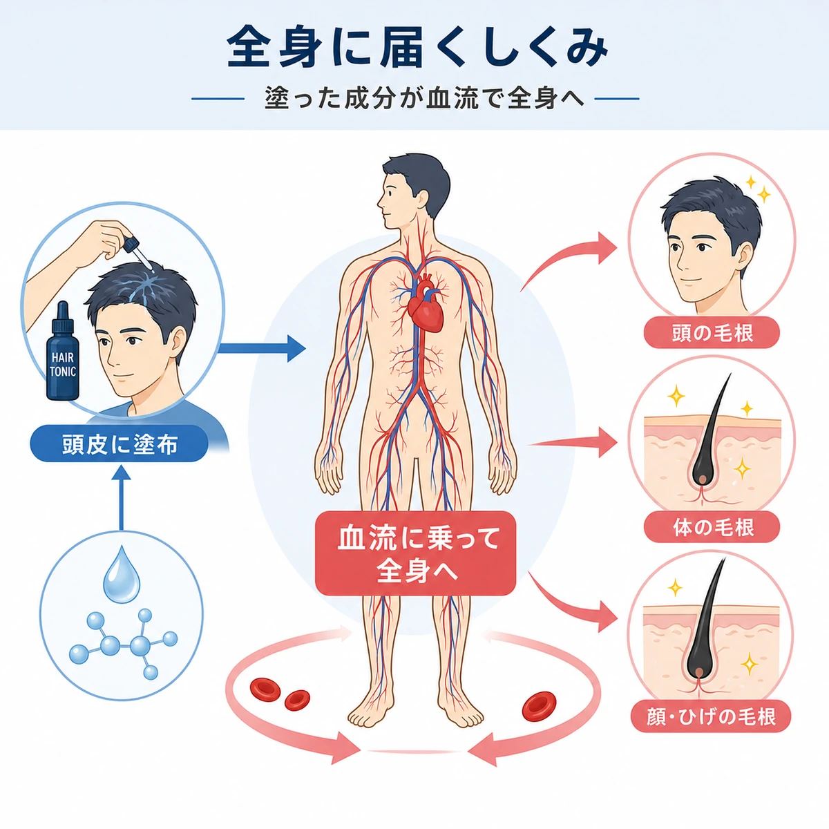 頭皮に塗った育毛剤の成分が血流に乗って全身の毛根へ届くしくみを表した医療イラスト