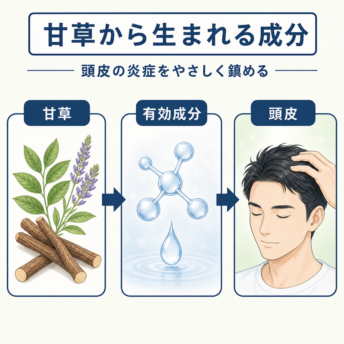 甘草の根から抽出したグリチルリチン酸2Kが頭皮ケアに使われるまでの流れを表した医療イラスト