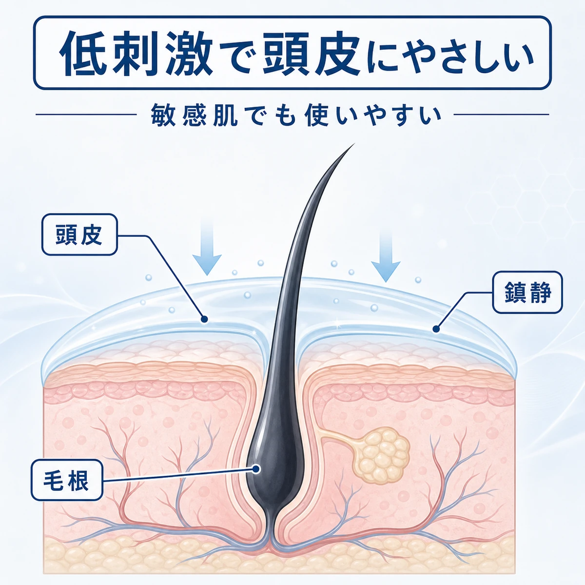 低刺激のグリチルリチン酸2Kが頭皮の炎症を穏やかに鎮める様子を表した頭皮断面の医療イラスト