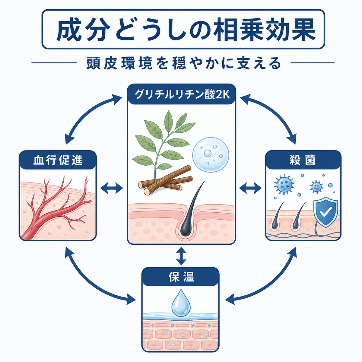 グリチルリチン酸2Kが他の育毛成分と組み合わさり頭皮環境を整える相乗効果を表した医療イラスト