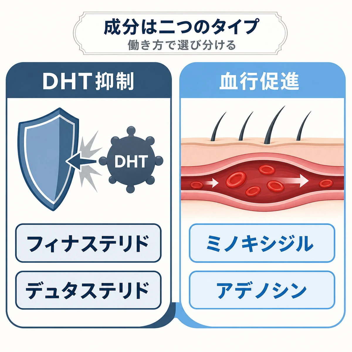 育毛成分をDHT抑制タイプと血行促進タイプの二つに分類した医療イラスト