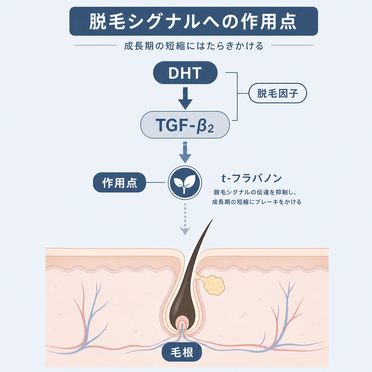 脱毛因子の活性化とt-フラバノンの作用点の関係を表した医療イラスト