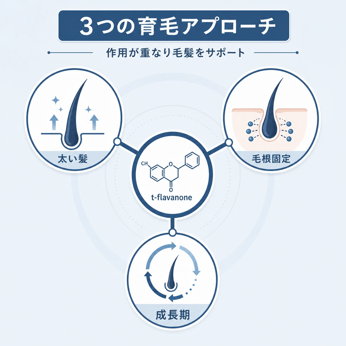 t-フラバノンの3つの育毛作用が中央から放射状に広がる様子を表した医療イラスト