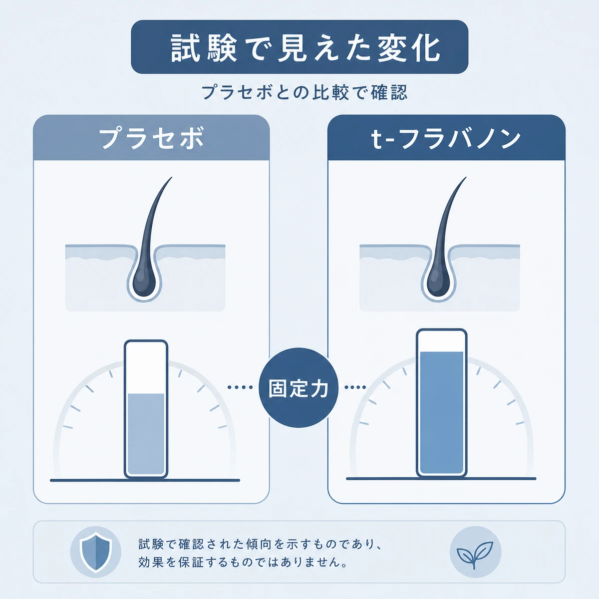 臨床試験でのプラセボとt-フラバノンの毛根固定力の違いを比較した医療イラスト
